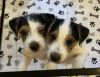 10 Week Old Jack Russell Terriers