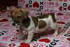 Full Bloodlines Jack Rusell Terrier Puppies