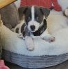 Jack russell terrier puppy female