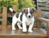 Meet our Sweet and handsome Jack Russel Terrier puppy