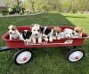 Purebred Jack Russell Terrier Puppies