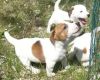 Quality Jack Russel Puppies Now Ready