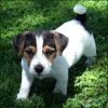 Jack Russell Terrier xxx) xxx-xxx2