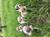 Jack Russell Puppies Blue
