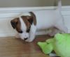 Jack Russell Terrier pups due rehoming