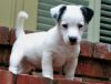 jack russell puppies for good homes