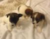 **jack Russell Puppies**