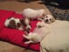 Quality rare bob-tail Jack Russell puppies.