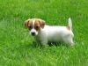 Pure-bred Jack Russell Terrier Puppies For Sale