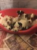 Jack Russell Puppies Small Type