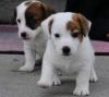playfull Jack russell Puppies for sale