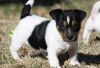 Sweeet Jack Russell Puppies for Adoption