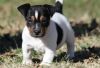 Sweeet Jack Russell Puppies for Adoption