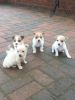 Handsome Small Jack Russell Puppies Sale