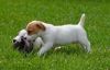 2 Jack Russell Terrier Pups