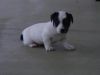 Adorable Jack Russel Puppy For Adoption^^