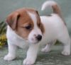 Wonderful Jack Russell Puppies For Re-homing
