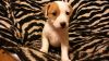 Super Cute Purebred Jack Russell Puppy Girl