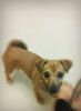 Jack Russell & Pomeranian Mixed Puppy For $160