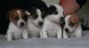 Jack Russell puppies for sale.