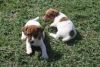 eautiful Jack Russel male and female