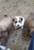 Jack Russell Pups For Sale