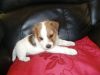 Parson Russell Pup for sale