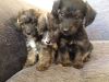 gorgeous Jackadoodle Puppies