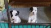 Gorgeous Jack Russell Puppies For Sale