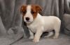 Two Healthy Jack Russel Puppies