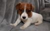 Jack Russel For Sale