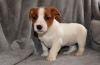Jack Russell puppy for sale