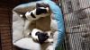 JACK RUSSELL PUPPIES