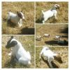 CKC Jack Russell Puppies