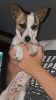 Purebred Female Jack Russell Pup