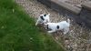 we beautiful Jack Russel For Sale