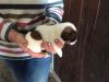 Beautiful Miniature Jack Russell Puppys