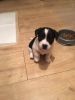 Affectionate Jack Russell Terrier puppies available for any home
