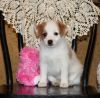 Playful and Friendly Jack Russel Mix Puppiees
