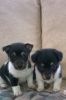 Sort Leg Jack Russell Puppy's For Sale