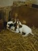 5 Beautiful Jack Russell Puppies For Sale!