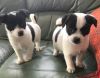 Jack russel puppies ready for adoption