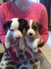 Jack russel puppies for Adoption