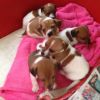 Jack Ressell Pups For adoption 4 Female 3 Male