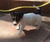 Last Available Jack Russell Terrier Male Puppy