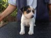 Lovely Jack Russell Terrier Puppies Available