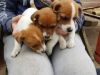 Jack Russell Terrier Puppies Available For Adoption
