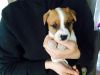 Deligently White Shortlegs Jack Russell Puppies just In Time - North Y