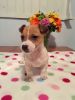 Jack Russell Puppies For Sale