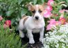 Priceless Jack Russell Terrier Puppies
